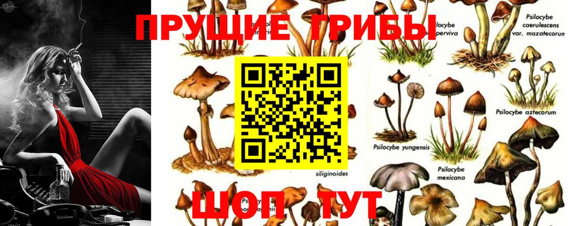 Псилоцибиновые грибы GOLDEN TEACHER  Вход с VPN  Советский  Псилоцибиновые грибы GOLDEN TEACHER 